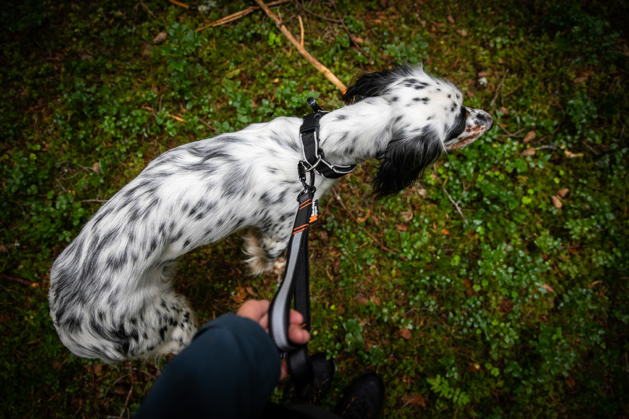 Touring Bungee Leash Adjustable