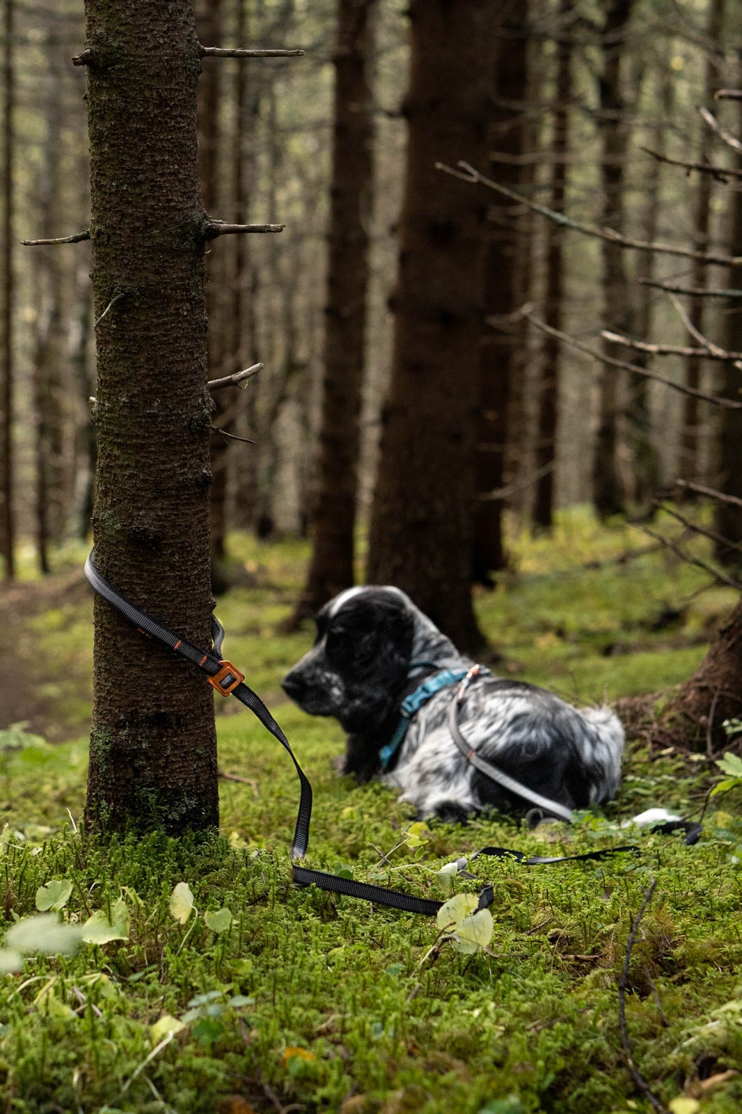 Touring Bungee Leash Adjustable