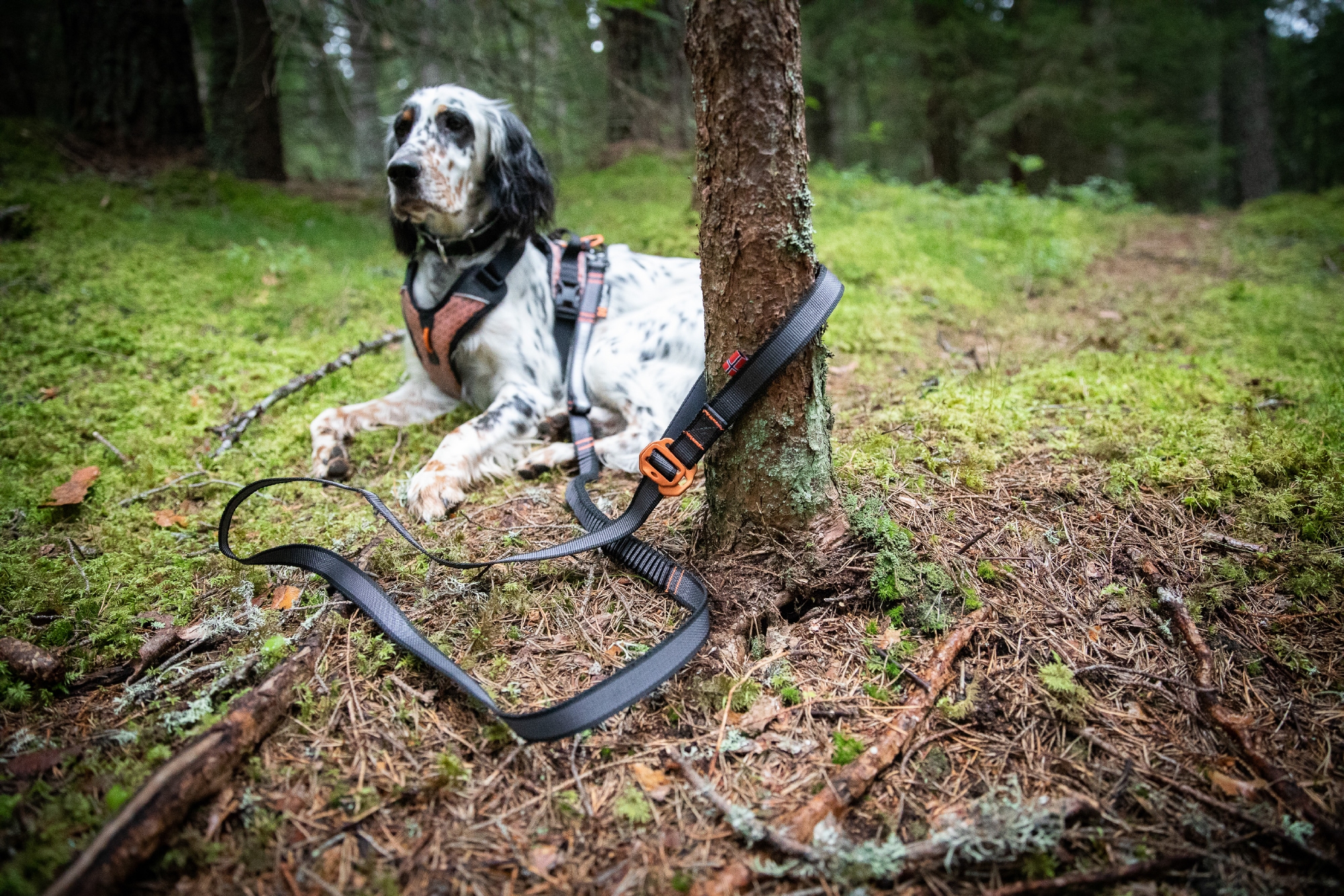 Touring Bungee Leash Adjustable