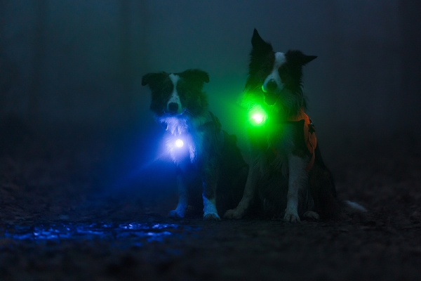 Honden Verlichting